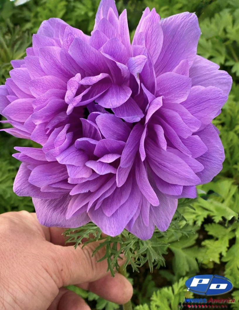 Levante Fucsia - Levante Anemone Photo #2