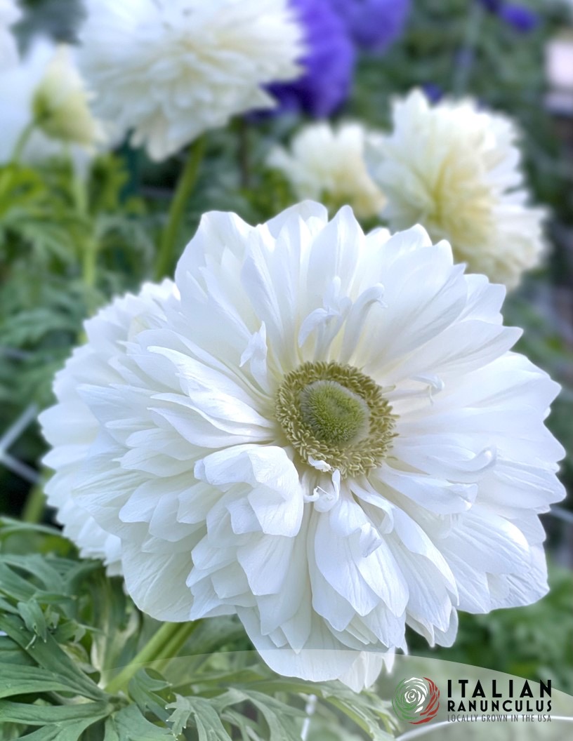 Levante Bianco - Levante Anemone Photo #2
