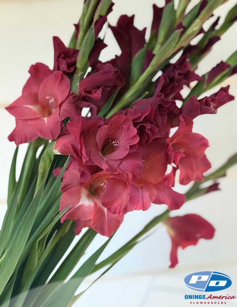 Indian Summer - Gladiolus Photo #2