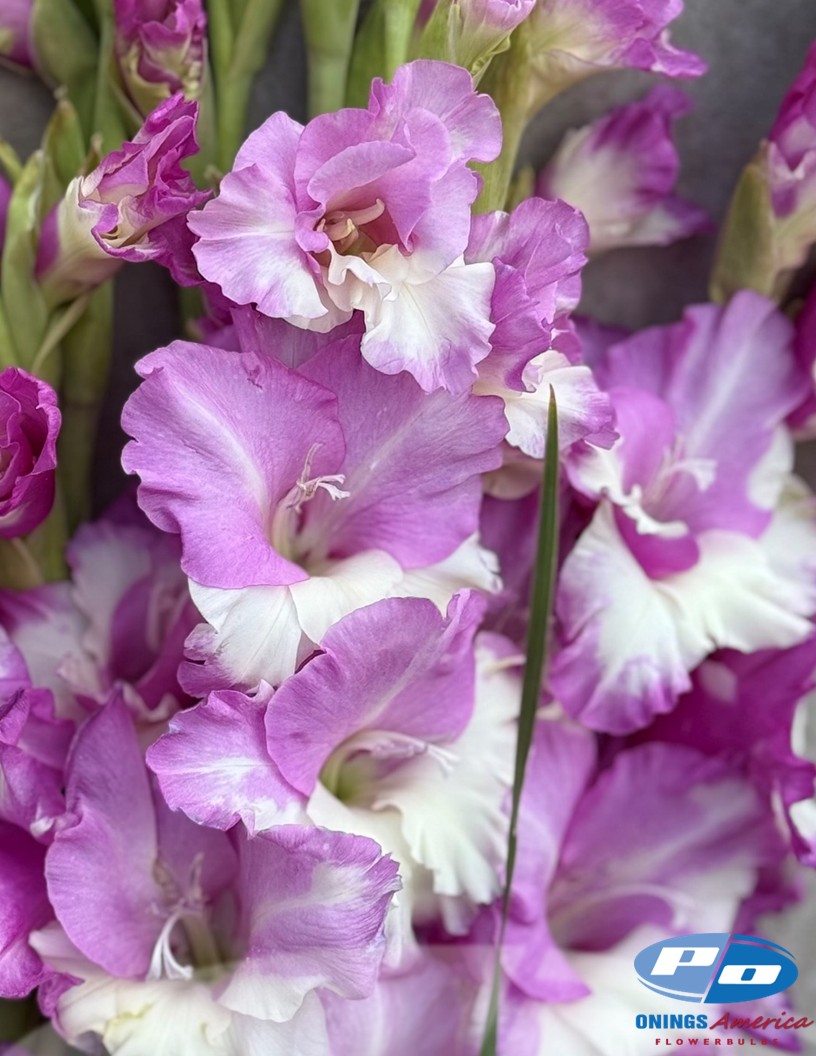 Invictus - Gladiolus Photo #2
