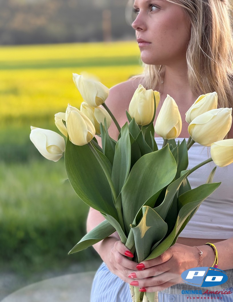 Ivory Florandale - Tulips Photo #2