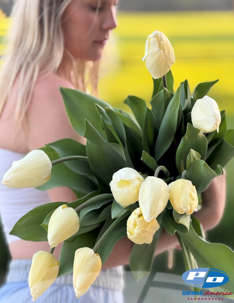 Ivory Florandale - Tulips Photo #1