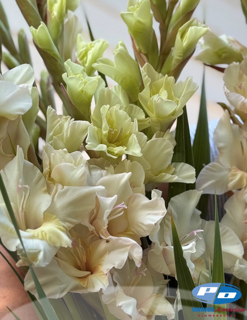 Jean Harlow - Gladiolus Photo #2
