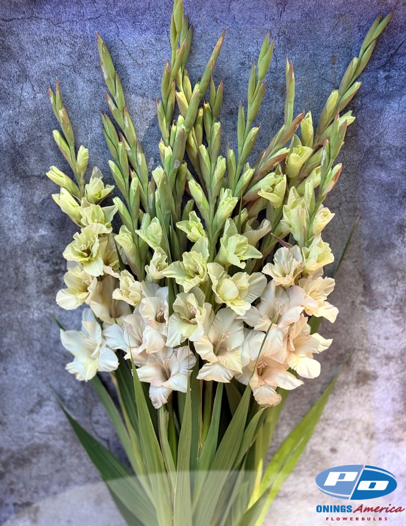 Jean Harlow - Gladiolus Photo #2