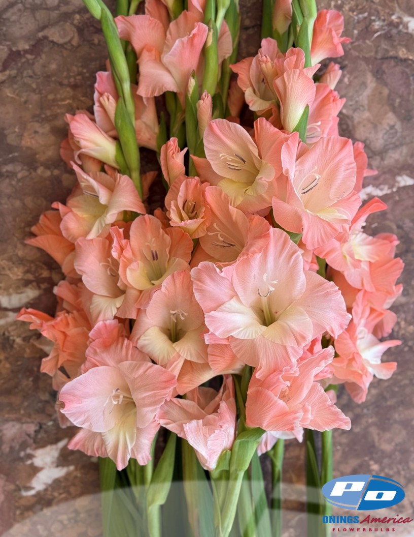 Karma - Gladiolus Photo #2