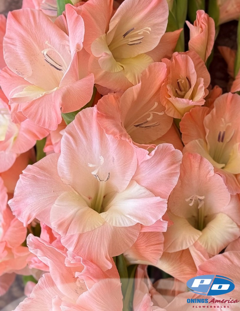 Karma - Gladiolus Photo #2