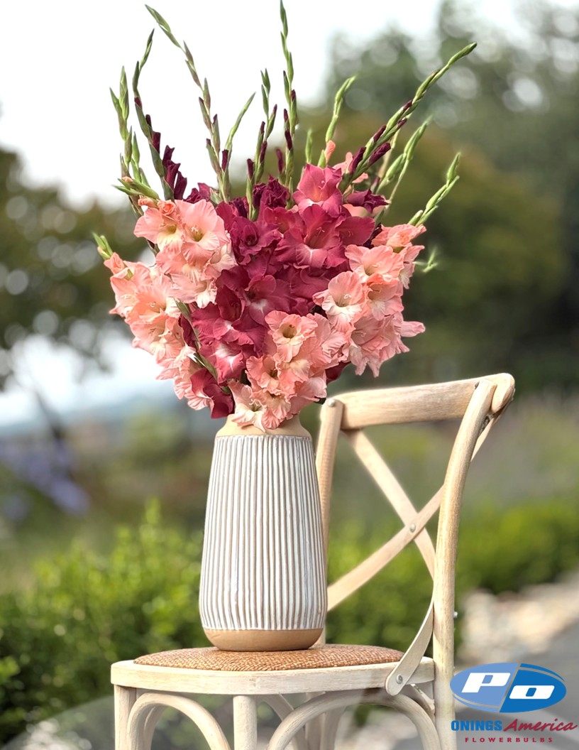 Indian Summer - Gladiolus Photo #2