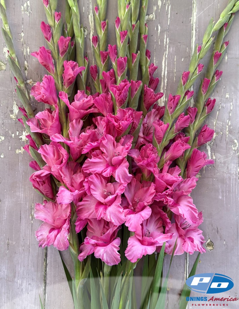 Kingston Ruffle - Gladiolus