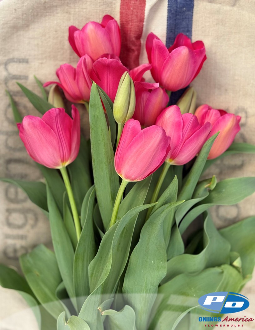 La Romaine - Tulips Photo #1