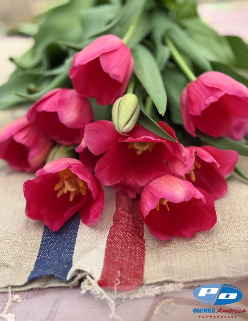 La Romaine - Tulips Photo #2