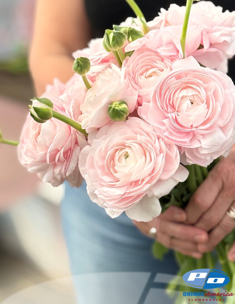 Cloni Success Lady - Cloni® Ranunculus Photo #1