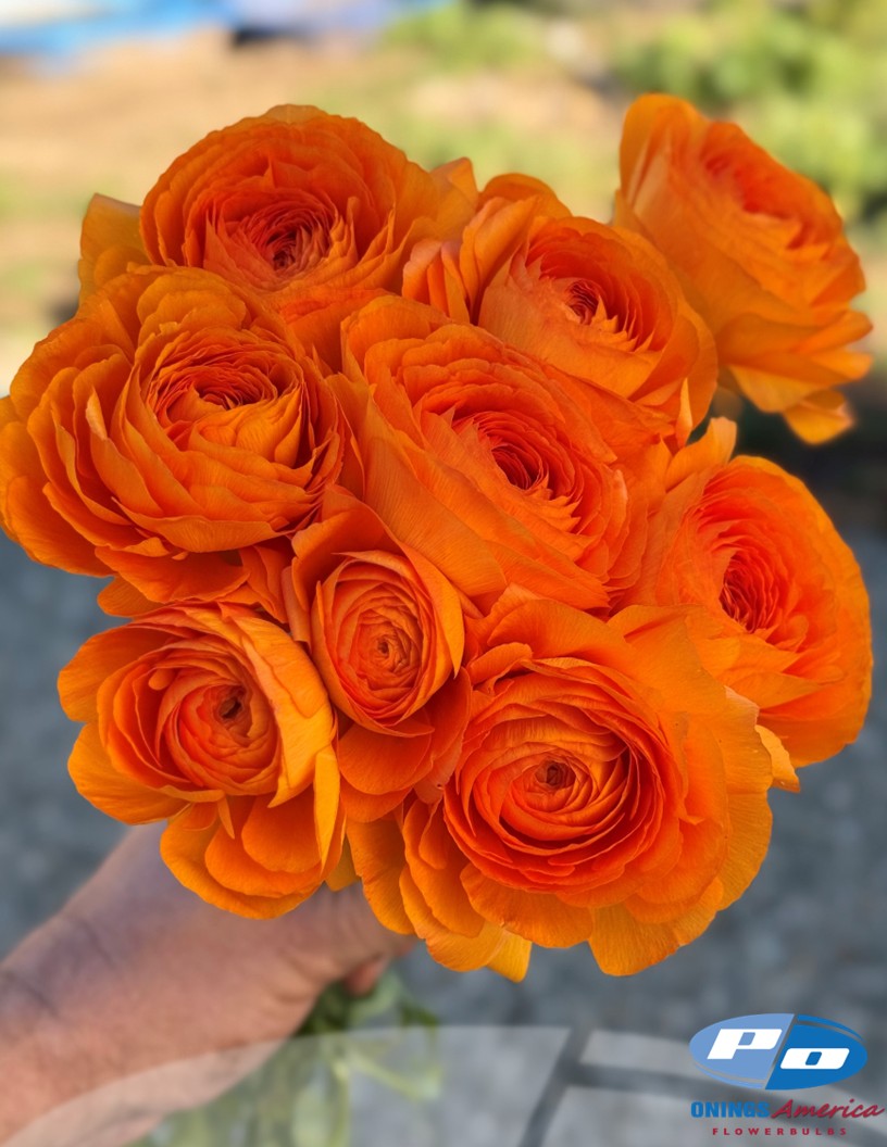 Cloni Success Lambada - Cloni® Ranunculus Photo #2