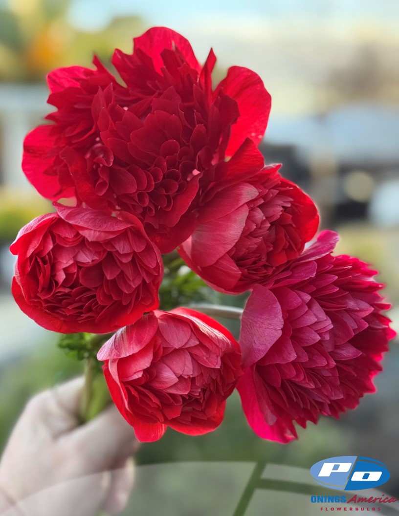 Levante Rosso  - Levante Anemone Photo #2