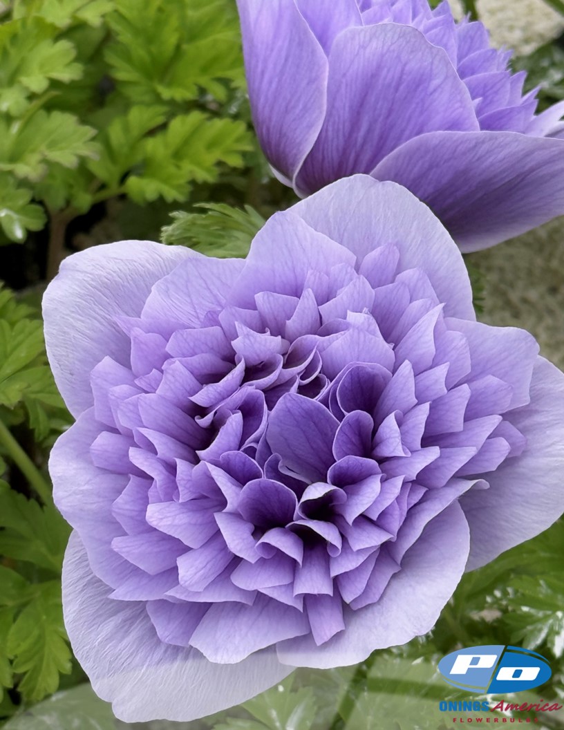 Levante Azzurro - Levante Anemone Photo #2