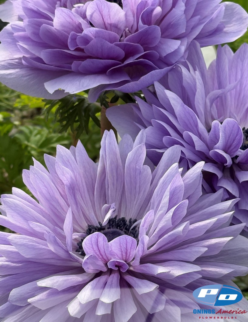 Levante Azzurro - Levante Anemone Photo #2