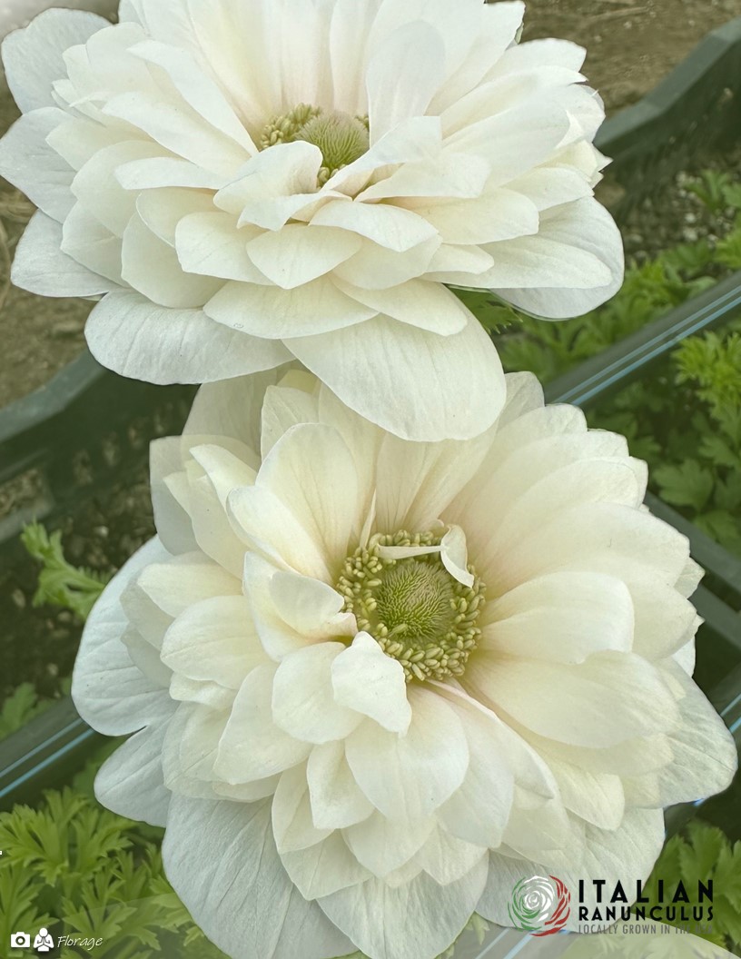 Thank yoy Florage Flowers