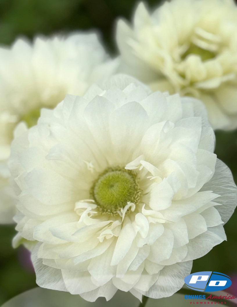 Levante Bianco - Levante Anemone Photo #2