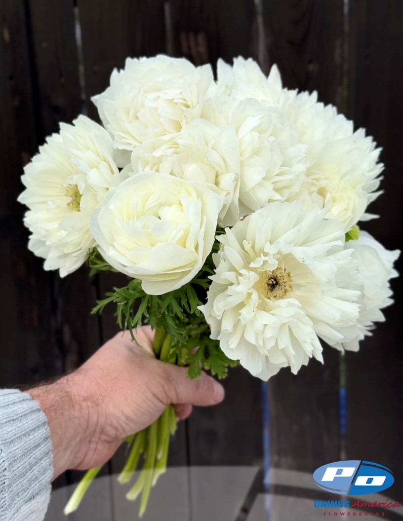 Levante Bianco - Levante Anemone Photo #2