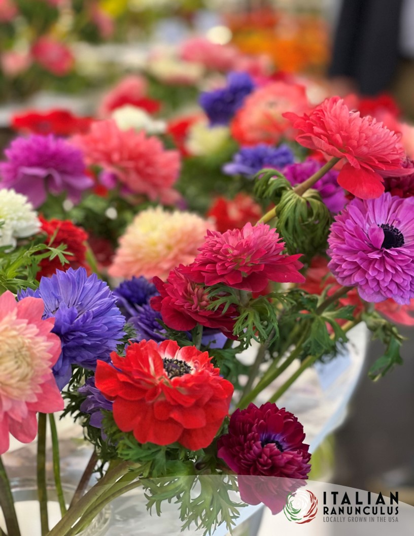 Levante Fucsia - Levante Anemone Photo #2