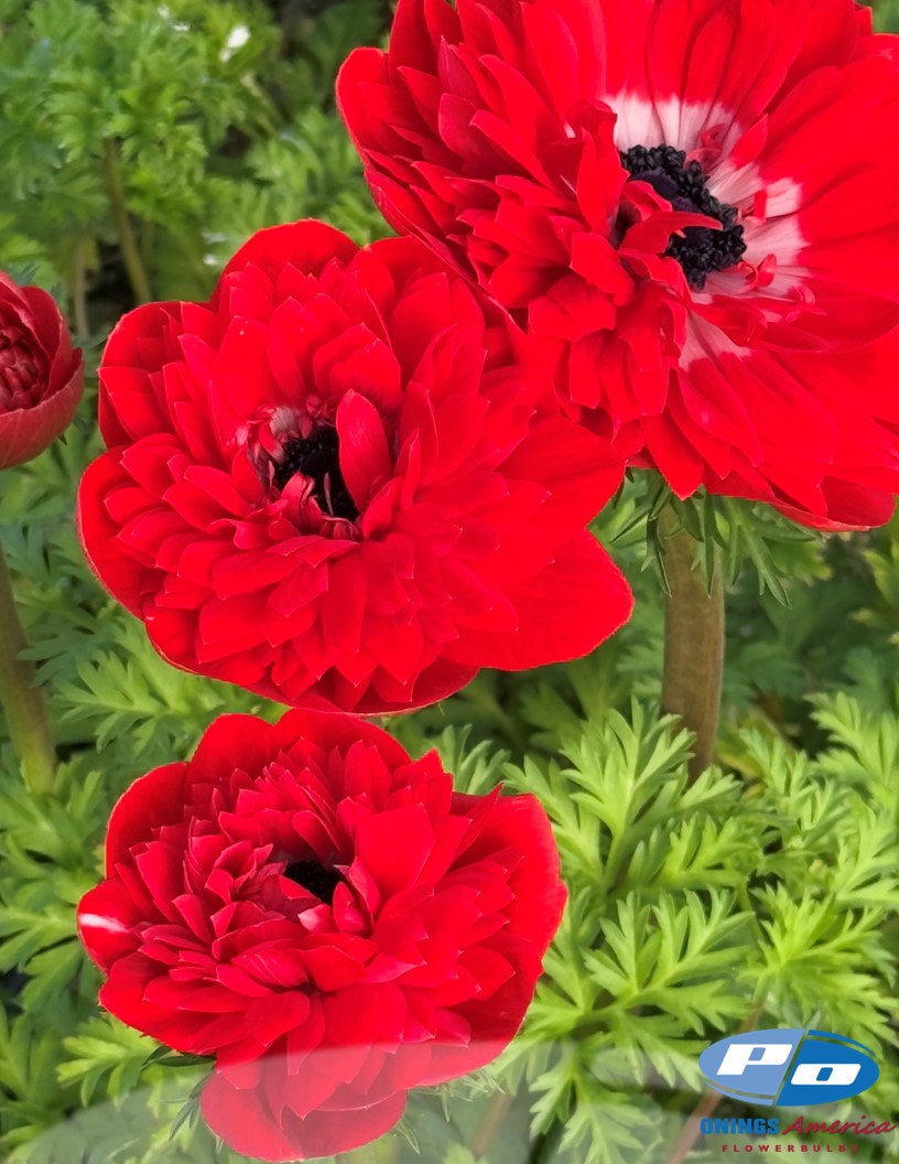 Levante Rosso  - Levante Anemone Photo #2
