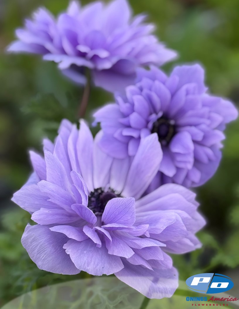 Levante Blu - Levante Anemone Photo #2