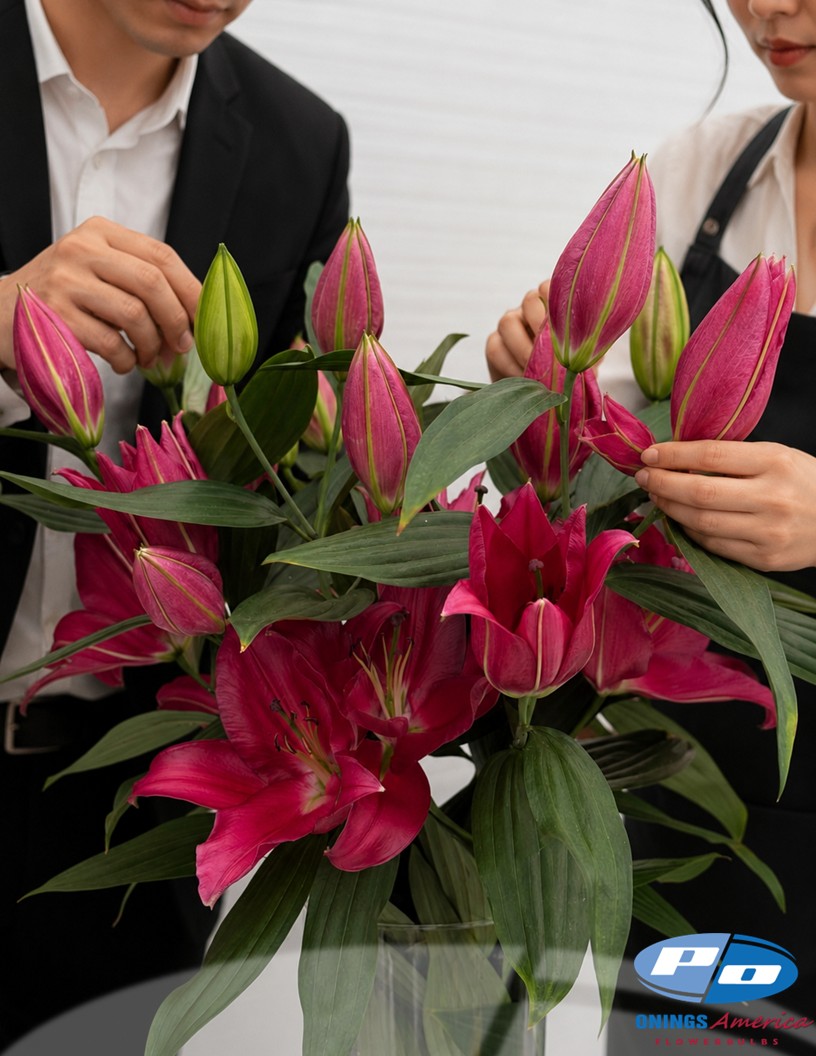 Liber Love - Oriental Hybrid Lilies Photo #1