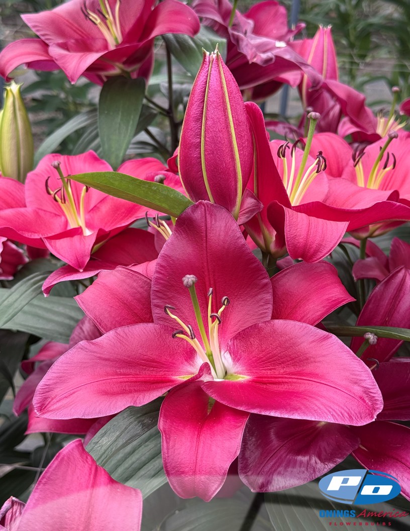 Liber Love - Oriental Hybrid Lilies Photo #2