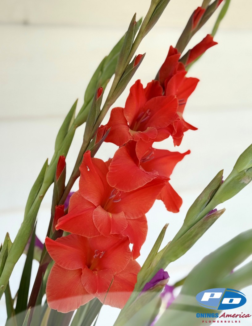 Live Oak - Gladiolus Photo #2