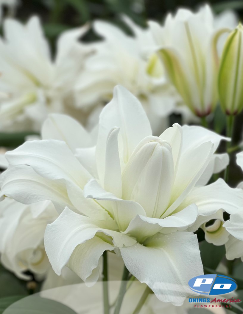 Arosa - Double / Pollen-less Oriental Hybrid Lilies Photo #2