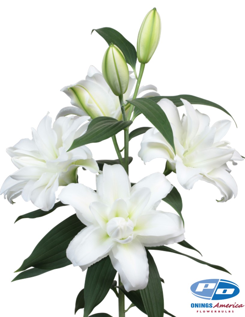Arosa - Double / Pollen-less Oriental Hybrid Lilies Photo #1