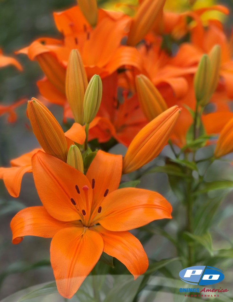 Cortona - LxA Hybrid Lilies