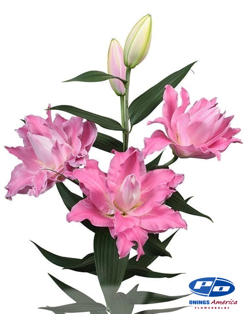 Dreamline - Double / Pollen-less Oriental Hybrid Lilies