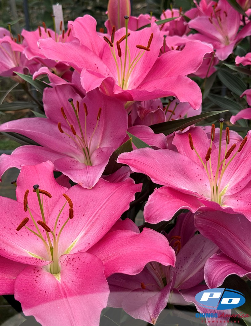 Imax - Oriental Hybrid Lilies Photo #2