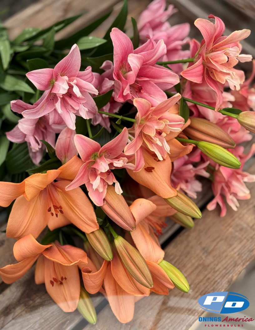 Coral Sunset - LxA Hybrid Lilies Photo #2