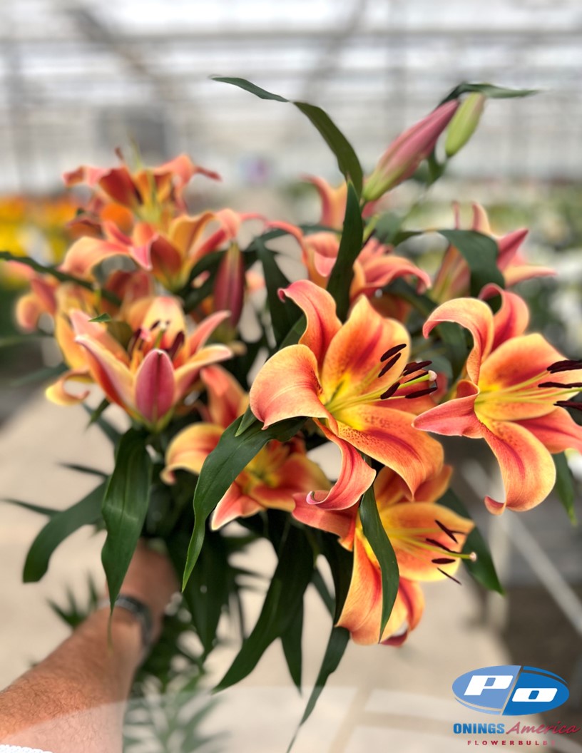 Montego Bay - OxT Hybrid Lilies Photo #2