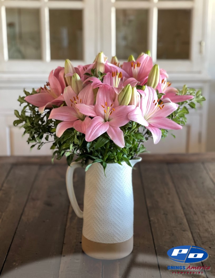 Pigalle - LxA Hybrid Lilies Photo #1