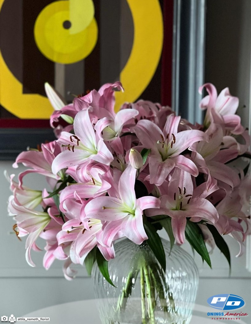 Seattle - OxT Hybrid Lilies Photo #2