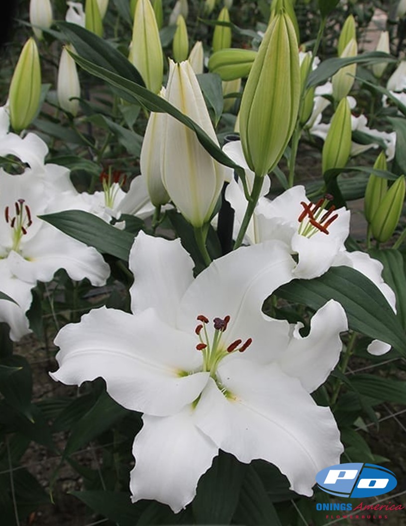 Signum - Oriental Hybrid Lilies