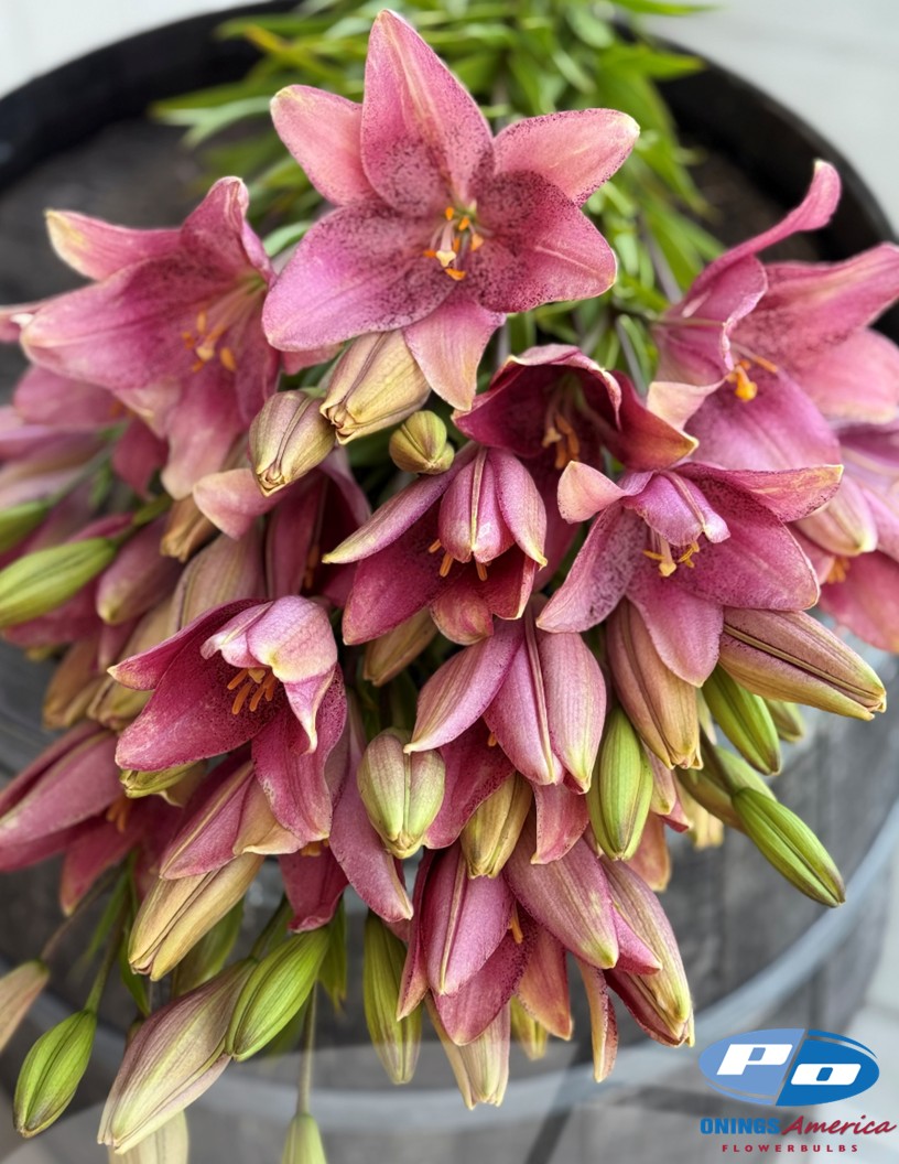 Sweet Sugar - LxA Hybrid Lilies Photo #2