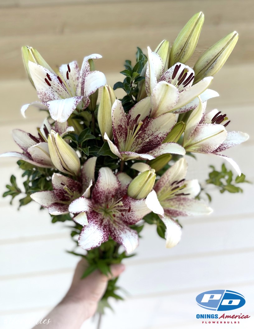 Sweet Zanica - LxA Hybrid Lilies Photo #2