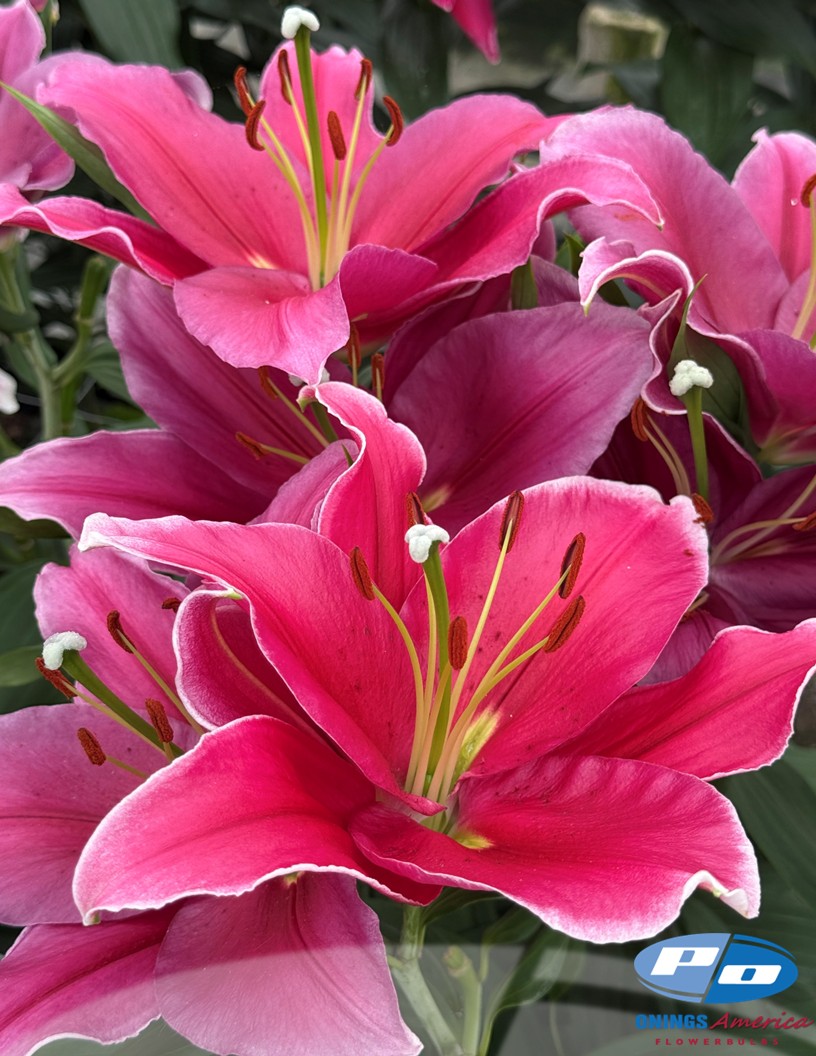 Toba - Oriental Hybrid Lilies Photo #2