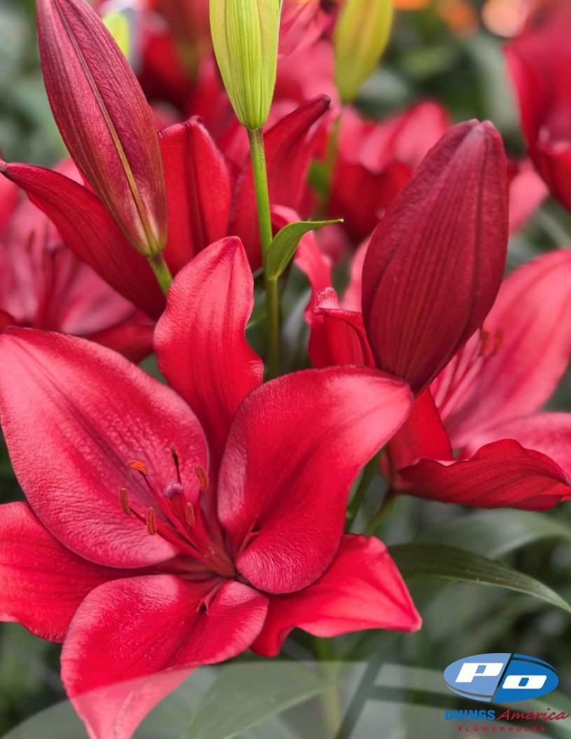 Vuelta - LxA Hybrid Lilies