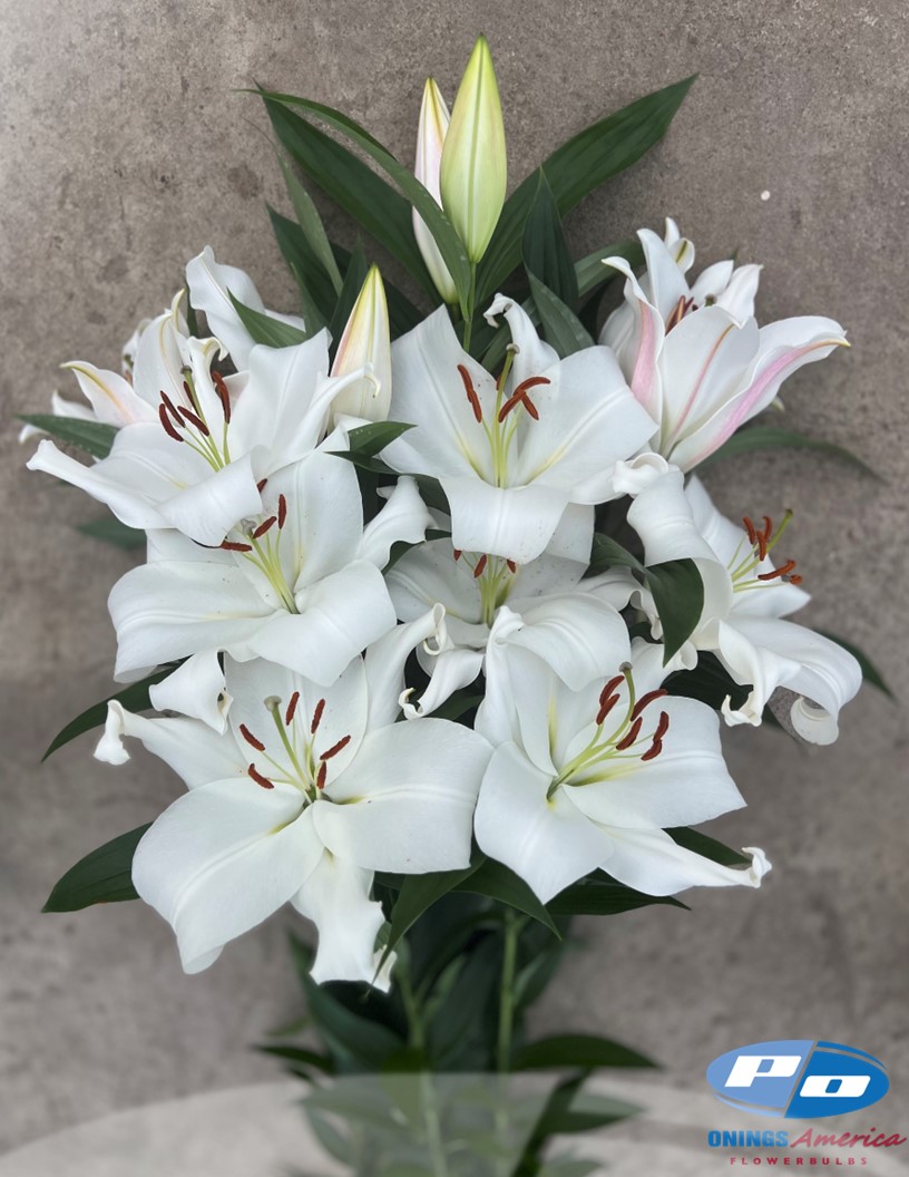 Zambesi - OxT Hybrid Lilies Photo #1