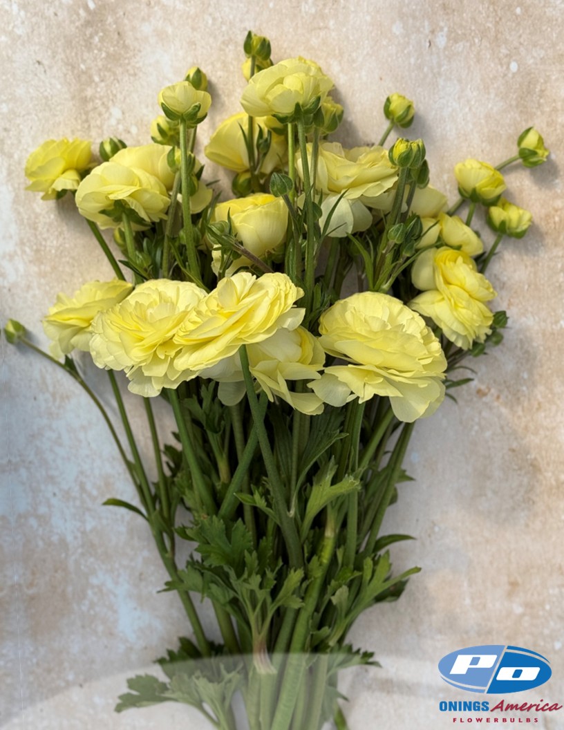 Natura Moderna Eufloria Limoncello (811MDN) - Natura Moderna® Ranunculus Photo #2