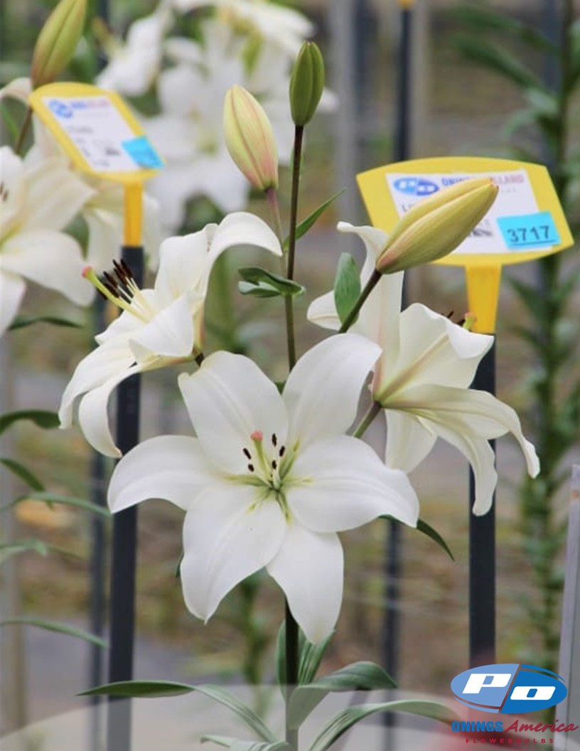 Litouwen - LxA Hybrid Lilies Photo #2