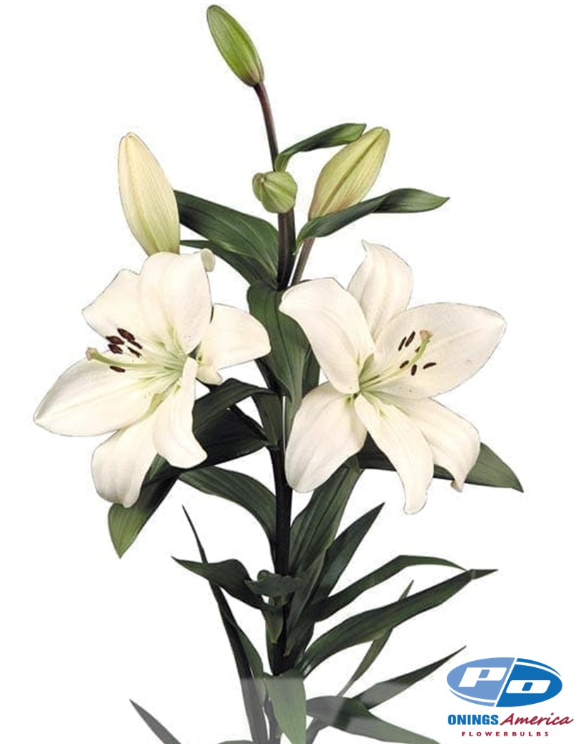 Litouwen - LxA Hybrid Lilies Photo #1
