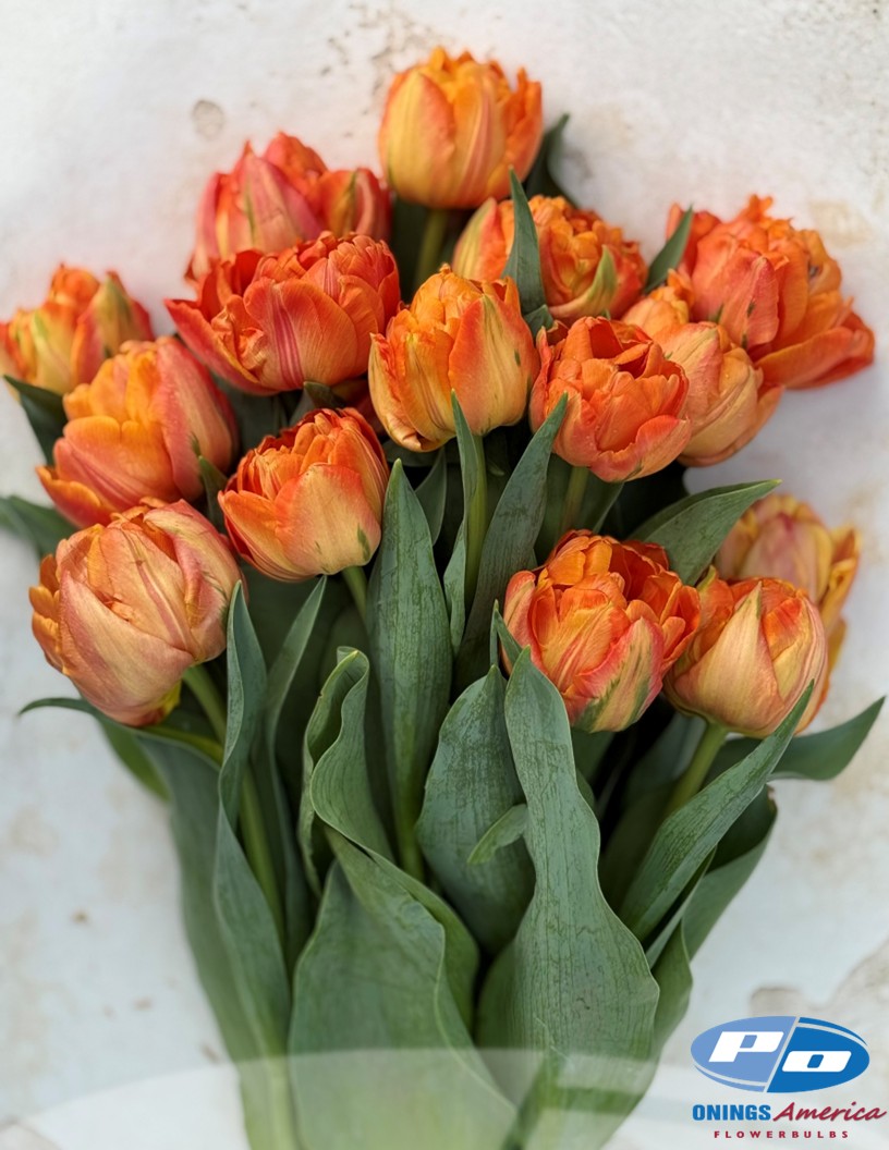 Lorenzo - Tulips Photo #2