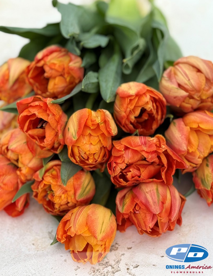 Lorenzo - Tulips Photo #1