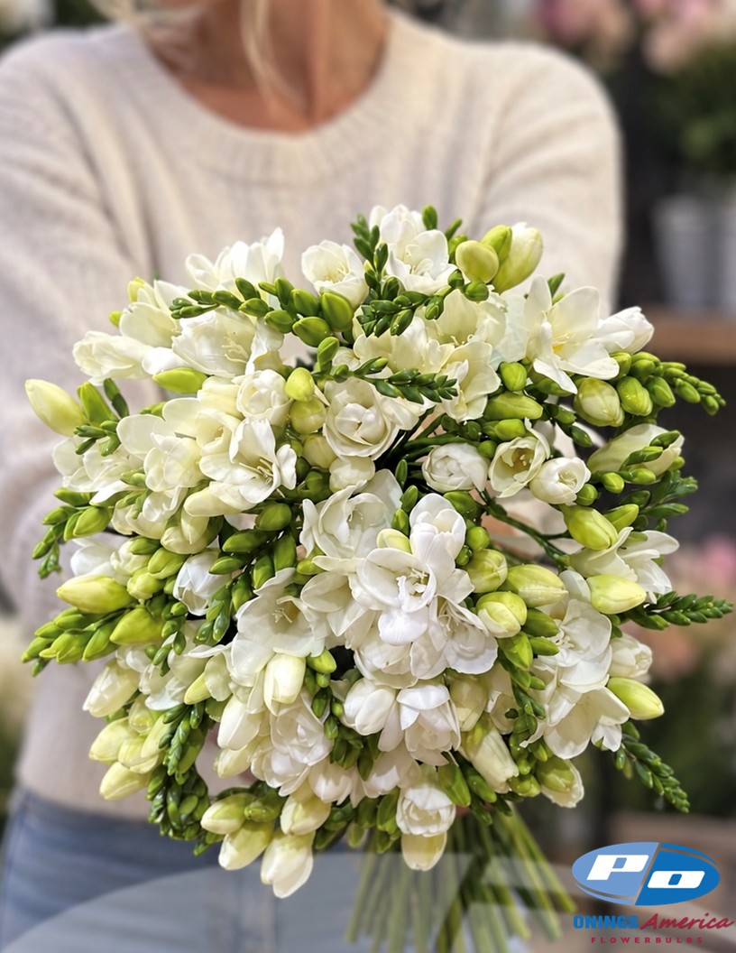 Maestro - Freesia Photo #1