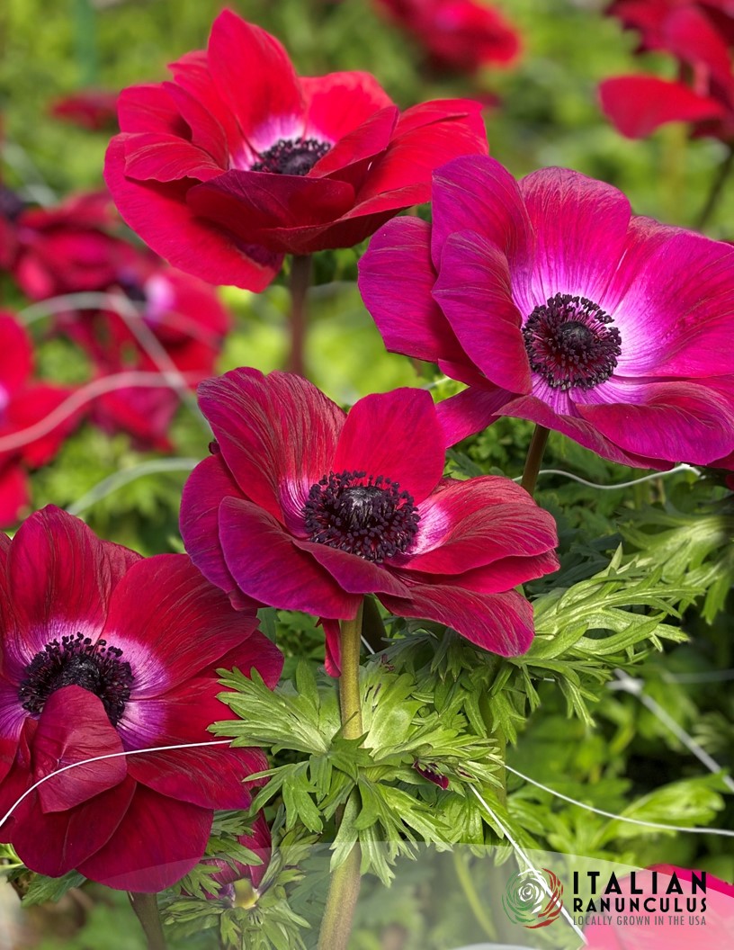 Mistral Magenta - Mistral Anemone Photo #2